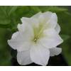 Azale japonaise 'Olga Niblett'