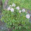 Rhododendron blanc 'Calsap'