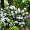 Rhododendron blanc 'Calsap'