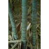 Bamboo Phyllostachys aurea