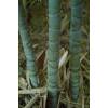 Bambou Phyllostachys aurea