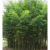 Bambou Phyllostachys aurea