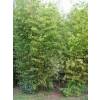 Bambou Phyllostachys aurea