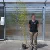 Bambou Phyllostachys aurea