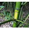 Bambou Phyllostachys aurea F. I.