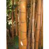 Bambou Phyllostachys aurea H