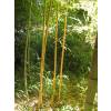 Bambou Phyllostachys aurea H