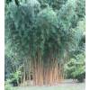Bambou Phyllostachys aurea H