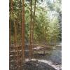 Bambou Phyllostachys aurea H