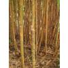 Bambou Phyllostachys aurea Koi