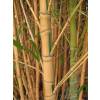Bambou Phyllostachys aurea Koi