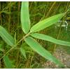 Bambou Phyllostachys aurea Koi