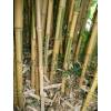 Bambou Phyllostachys aurea Koi