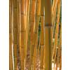 Bambou Phyllostachys aureo. Spect