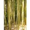 Bambou Phyllostachys aureo. Spect