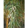 Bambou Phyllostachys aureo. Spect