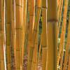 Bambou Phyllostachys aureo. Spect