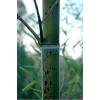 Bambou Phyllostachys b. Tanakae