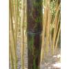 Bambou Phyllostachys nigra boryana