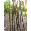 Bambou Phyllostachys nigra boryana