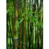 Bambou Phyllostachys nigra boryana