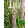 Bambou Phyllostachys nigra boryana