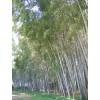 Bambou Phyllostachys nigra boryana