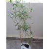 Bambou Phyllostachys nigra boryana