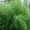 Bambou Phyllostachys nigra henonis