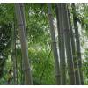 Bambou Phyllostachys nigra henonis