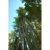 Bambou Phyllostachys viridis