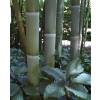 Bambou Phyllostachys viridis