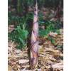 Bambou Phyllostachys decora
