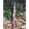 Bambou Phyllostachys decora