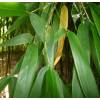 Bambou Phyllostachys decora