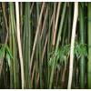 Bambou Phyllostachys decora