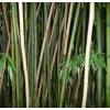 Bambou Phyllostachys decora