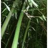 Bambou Phyllostachys decora