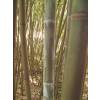 Bambou Phyllostachys glauca