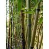 Bambou Phyllostachys glauca Yunz