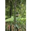 Bambou Phyllostachys glauca Yunz