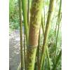 Bambou Phyllostachys glauca Yunz