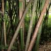 Bambou Phyllostachys glauca Yunz