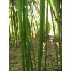 Bambou Phyllostachys rubromarginata