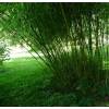 Bambou Phyllostachys rubromarginata