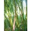 Bambou Phyllostachys rubromarginata