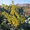 Mahonia bealei