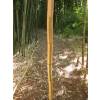 Bamboo Phyllostachys Vivax aureo.
