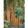 Bambou Phyllostachys vivax aureo.