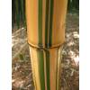 Bambou Phyllostachys vivax aureo.